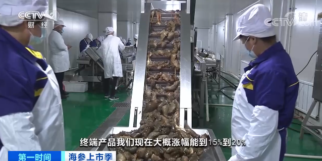 海参价格同比涨两成，订单靠抢，加工企业大手笔囤货为哪般？