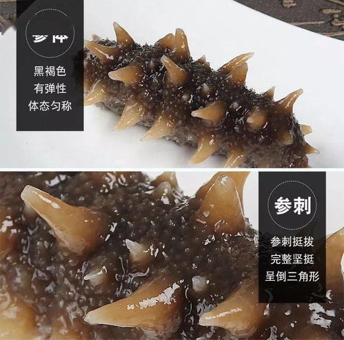 儒原好当家参情款款，海味浓浓添福禄